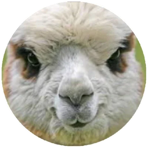 Эмодзи Happy Alpaca