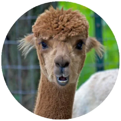 Эмодзи Happy Alpaca
