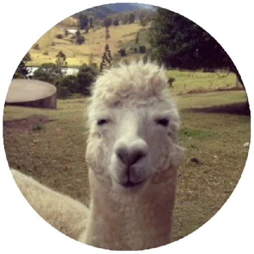 Эмодзи Happy Alpaca