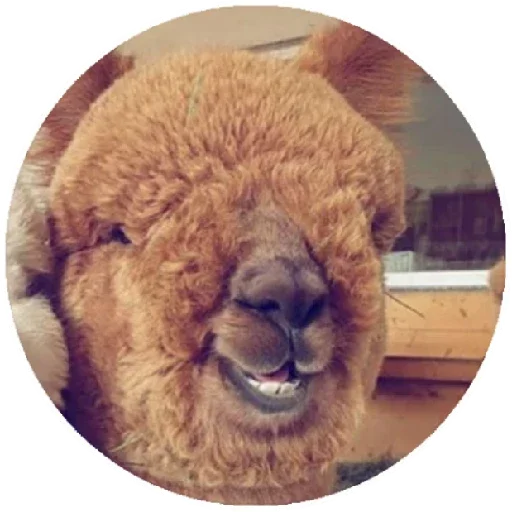 Эмодзи Happy Alpaca