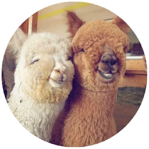 Эмодзи Happy Alpaca