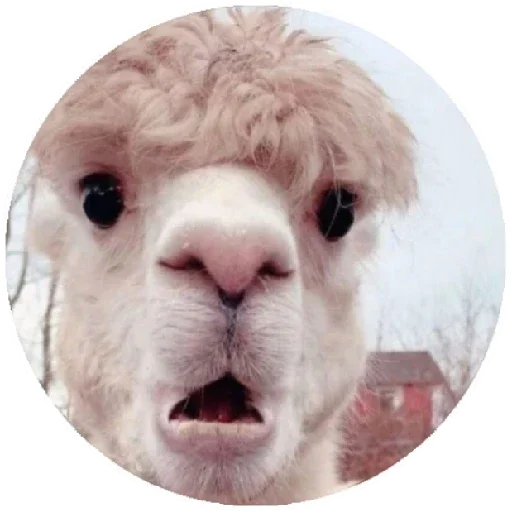 Эмодзи Happy Alpaca