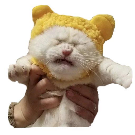 Эмодзи Cats in hats