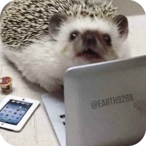 Эмодзи Hedgehogs
