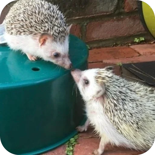 Эмодзи Hedgehogs