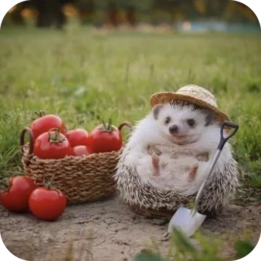 Эмодзи Hedgehogs