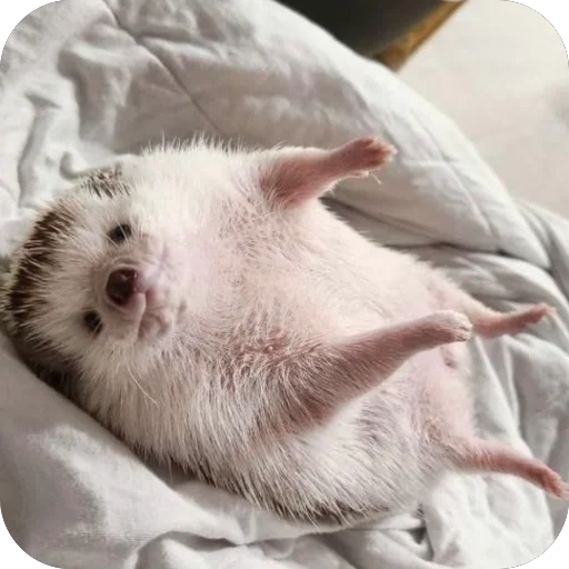 Эмодзи Hedgehogs