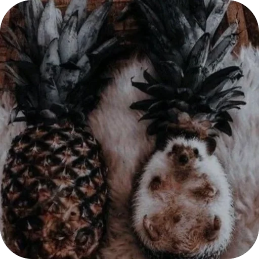 Эмодзи Hedgehogs