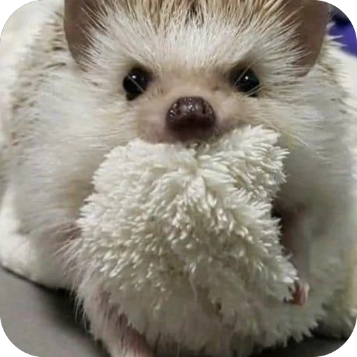 Эмодзи Hedgehogs
