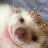 Эмодзи Hedgehogs