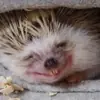 Эмодзи Hedgehogs