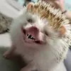 Эмодзи Hedgehogs