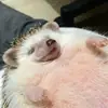 Эмодзи Hedgehogs