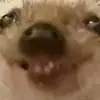 Эмодзи Hedgehogs