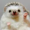 Эмодзи Hedgehogs