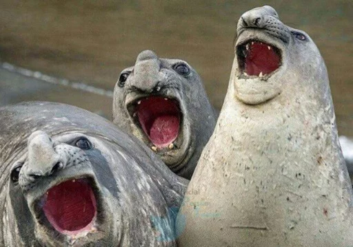 Эмодзи High Horizon 2