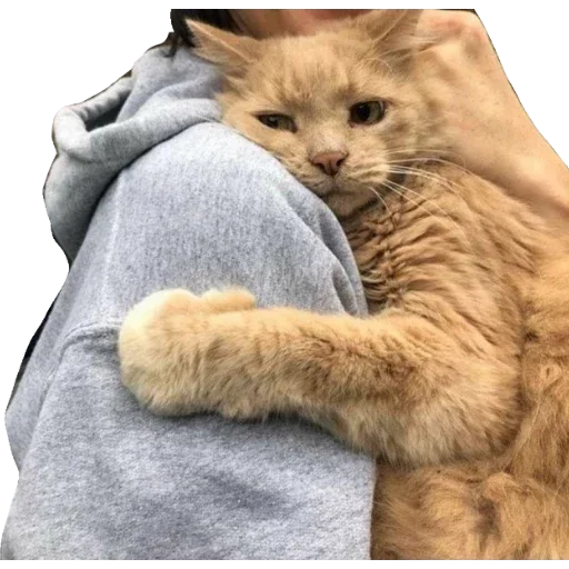 🐱