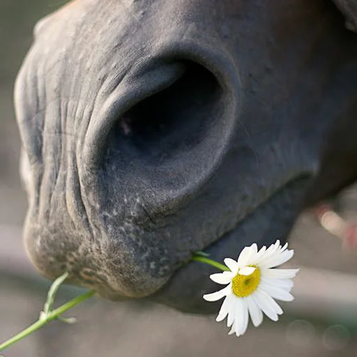 Эмодзи Horses
