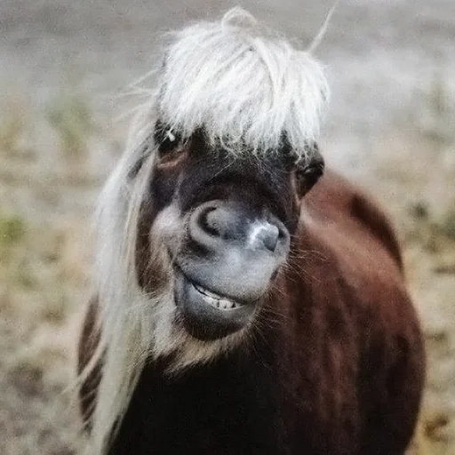 Эмодзи Horses