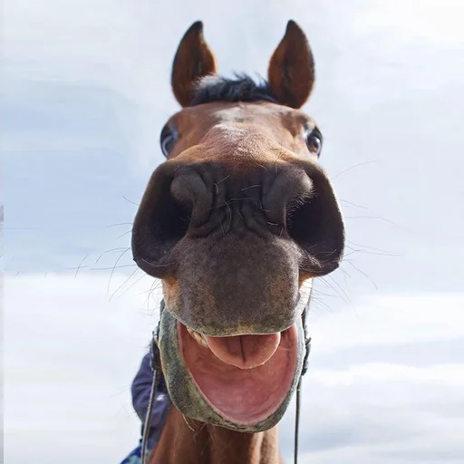 Эмодзи Horses