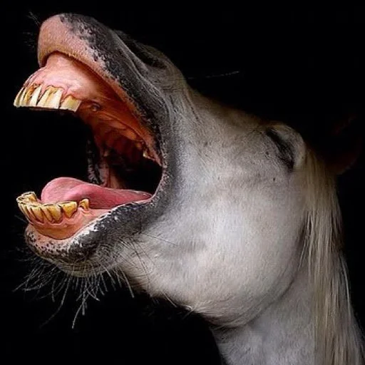Эмодзи Horses