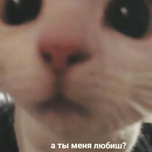 Эмодзи Animals | Животные