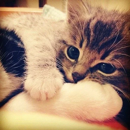 Эмодзи ад томино