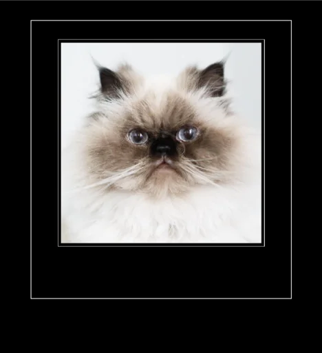 Эмодзи мс пох