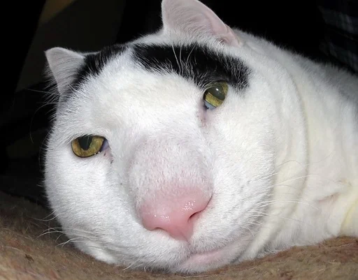 Эмодзи мс пох