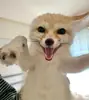Эмодзи Im Fennec