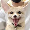 Эмодзи Im Fennec