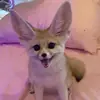 Эмодзи Im Fennec