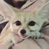 Эмодзи Im Fennec