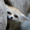 Эмодзи Im Fennec