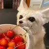 Эмодзи Im Fennec