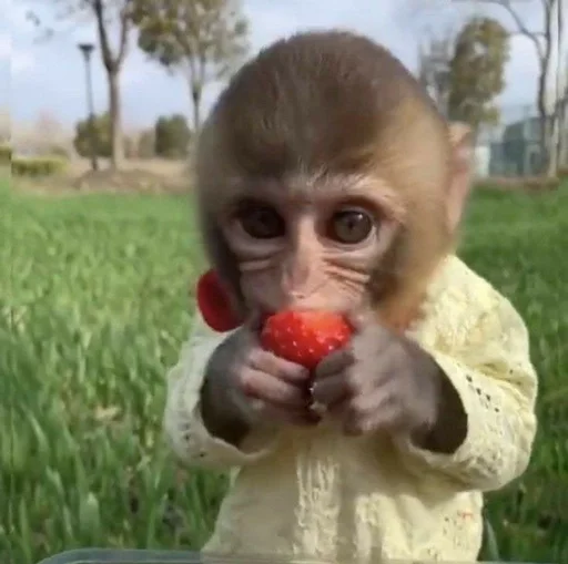 Эмодзи Monkeys