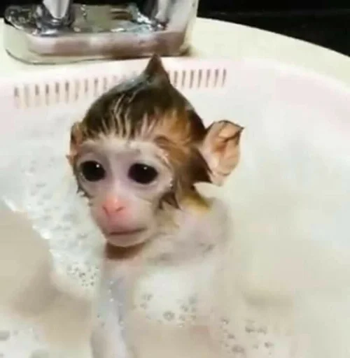 Эмодзи Monkeys