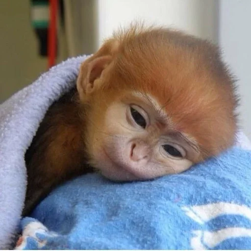 Эмодзи Monkeys