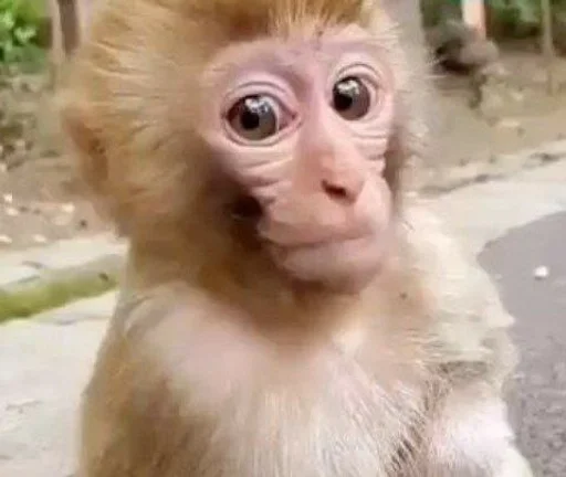 Эмодзи Monkeys