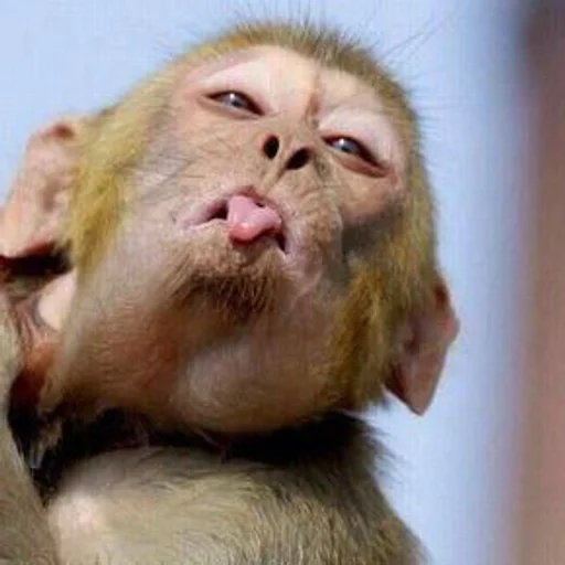 Эмодзи Monkeys