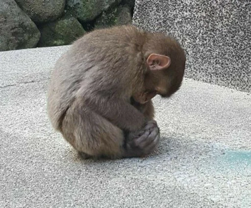 Эмодзи Monkeys