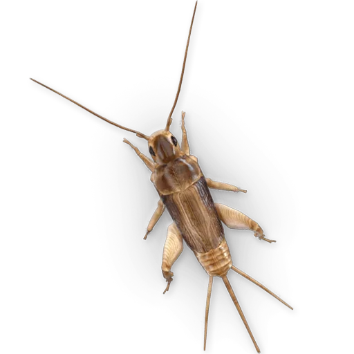 Эмодзи Insects