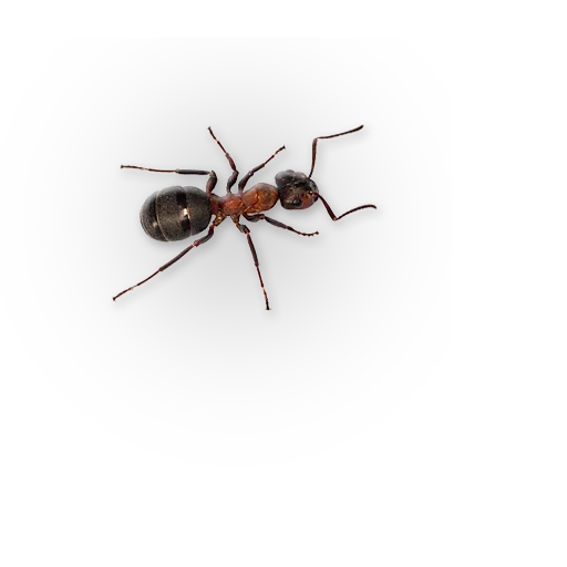 Эмодзи Insects