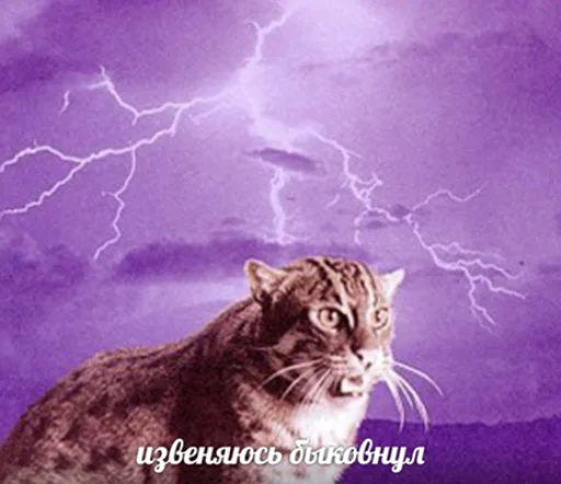 Эмодзи IpCatMeme