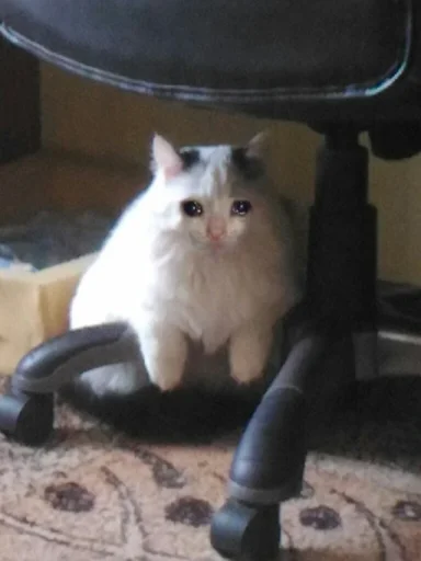 Эмодзи Sad Cat