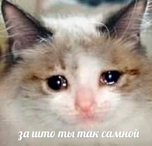 Эмодзи Sad Cat