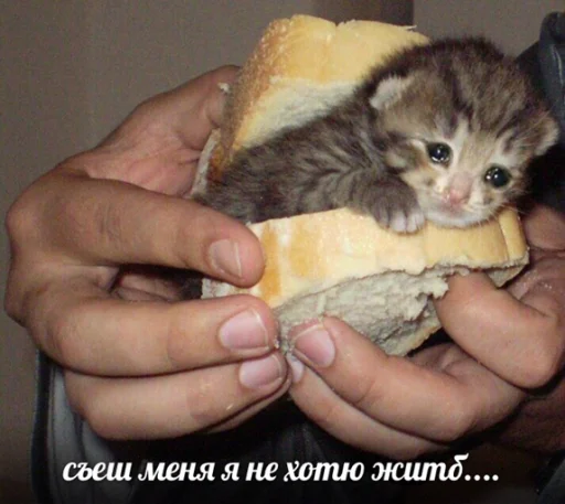Эмодзи Sad Cat