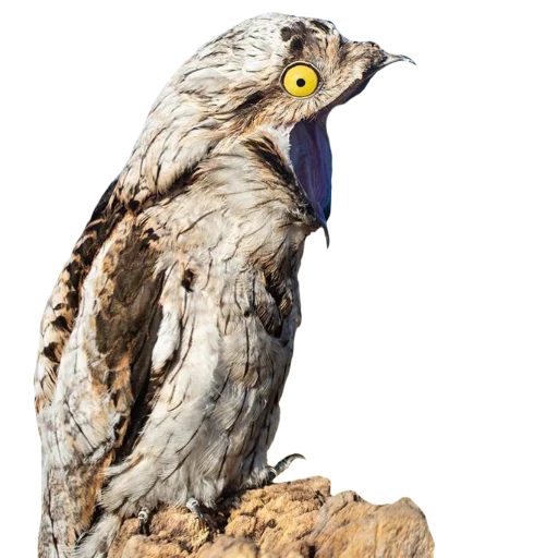 Эмодзи Козодой