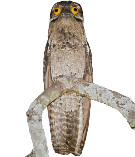 Эмодзи Козодой