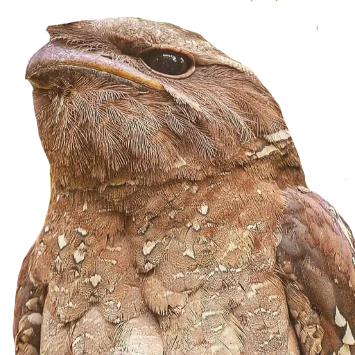 Эмодзи Козодой